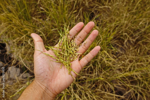 Rice field agriculture grain food yield season