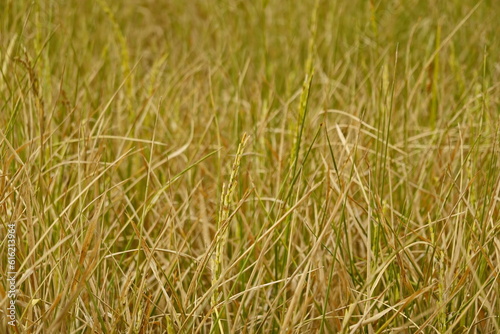 Rice field agriculture grain food yield season