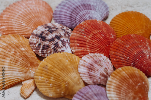 Bright colorful shells of the different colors.