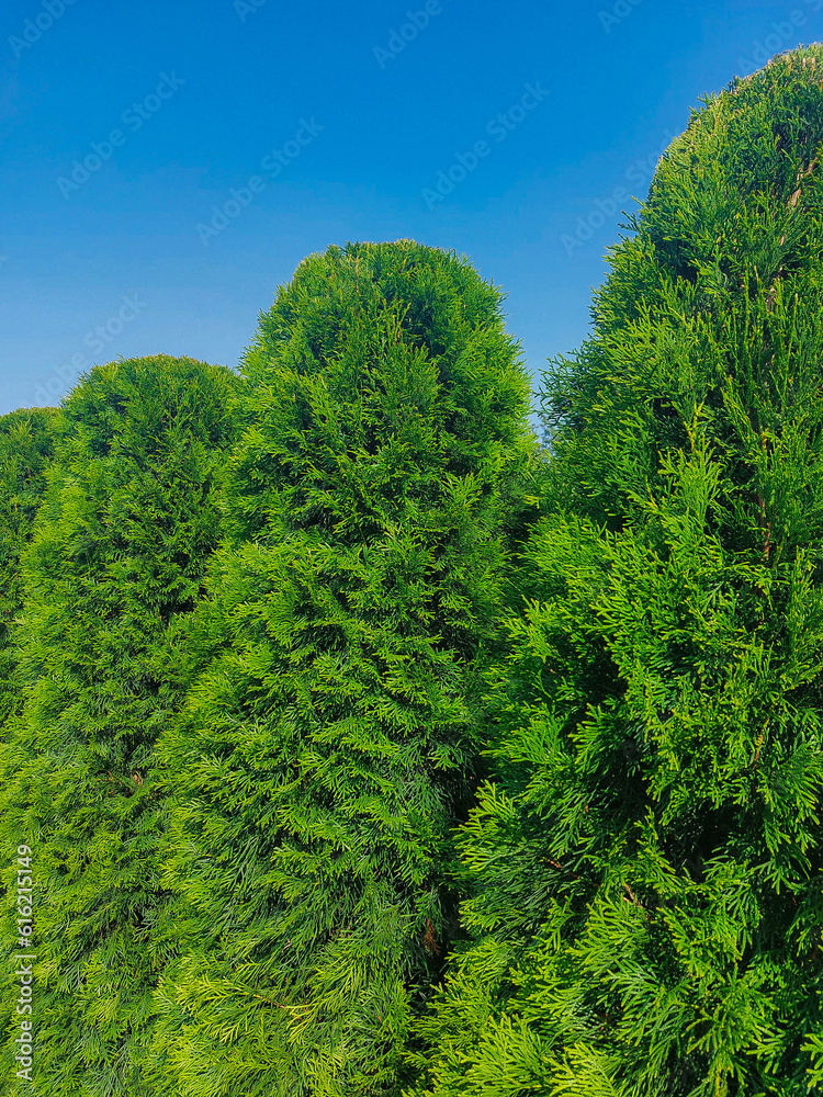 The tops of decorative coniferous bushes in a row The tops of decorative coniferous bushes in a row