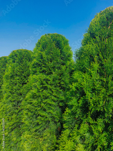 The tops of decorative coniferous bushes in a row