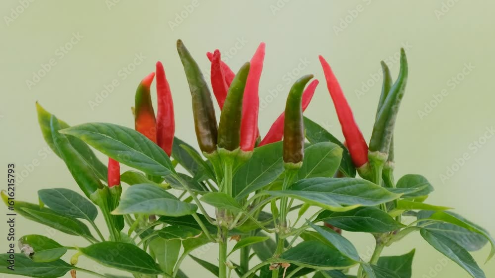 chilli papper tree , home farming , home garden