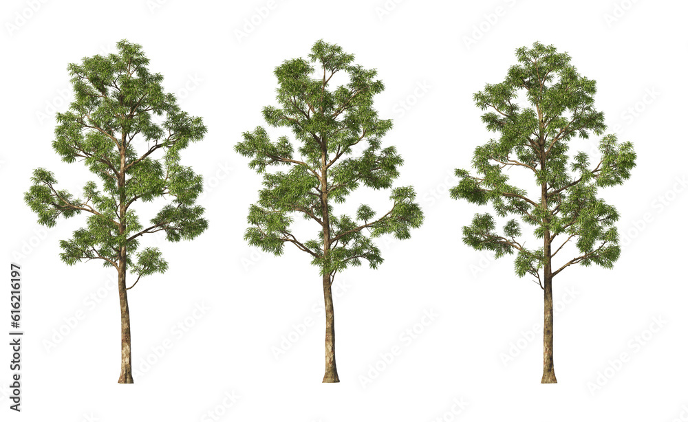 Tree with tall little leaves on transparent background