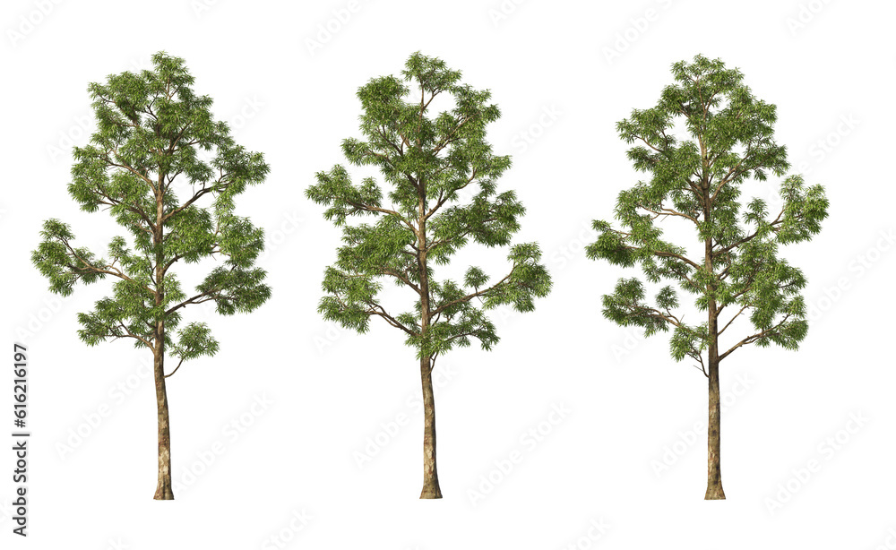 Tree with tall little leaves on transparent background Tree with tall little leaves on transparent background