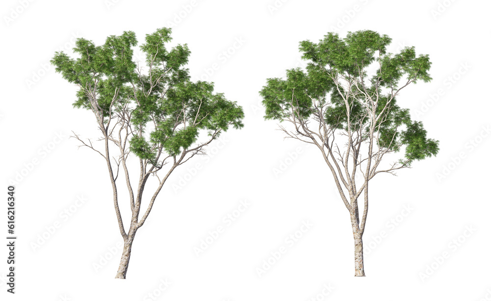Tree with tall little leaves on transparent background Tree with tall little leaves on transparent background