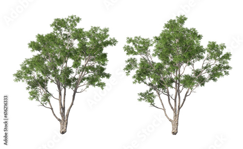 Tree with tall little leaves on transparent background