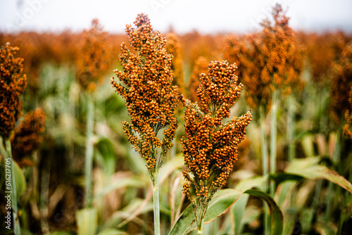 Wheat and sorghum in Brazil