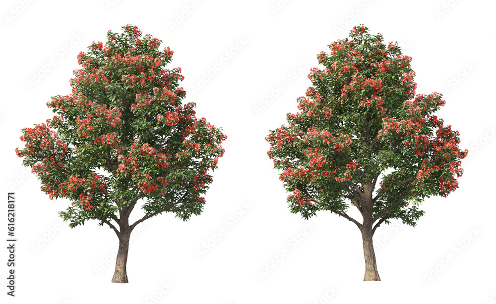 Tree with green and red leaves on transparent background