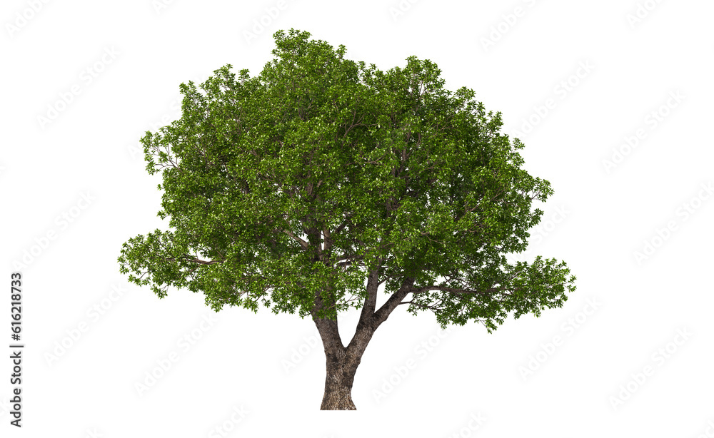 Obraz premium Big tree with green leaves on transparent background