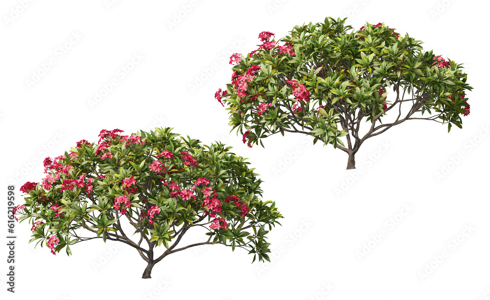 Low tree with red flowers on transparent background