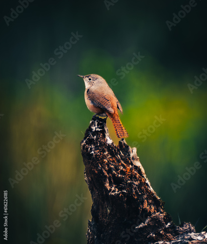 A small brown bird  photo