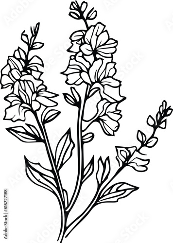Delphinium flower drawing, delphinium tattoo black and white, pencil delphinium drawing, July Birth Flower Larkspur Drawing, minimalist July birth flower larkspur tattoo, larkspur July flower tattoo