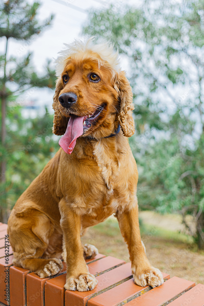 A Cocker Spaniel in the park