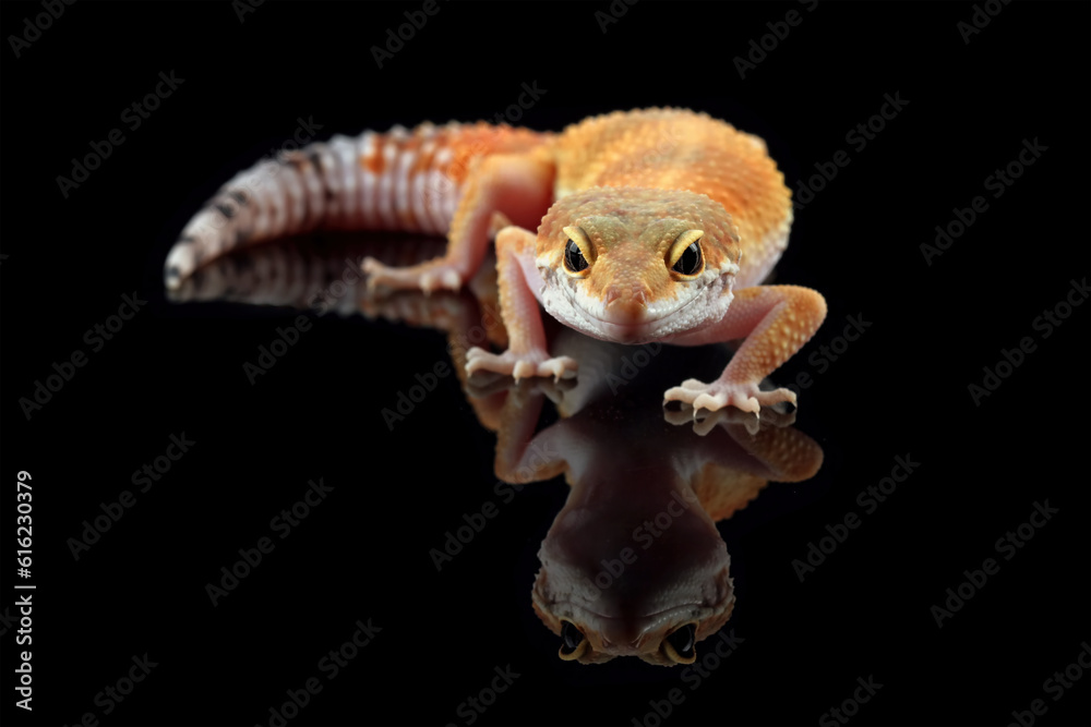 Fototapeta premium Fat-tailed geckos isolated on black, leopard gecko lizard, eublepharis macularius