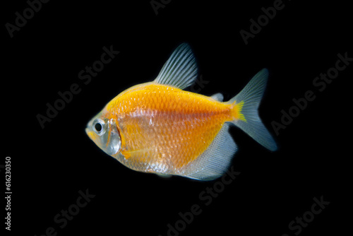 glofish or neon fish isolated on black background