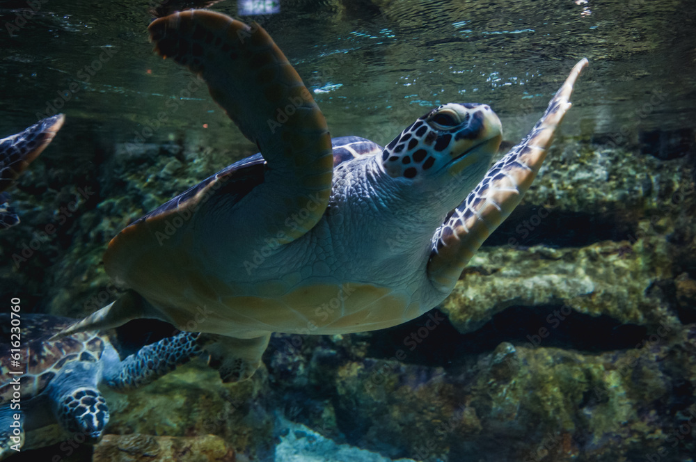 Fototapeta premium Turtle swimming in large fish tank