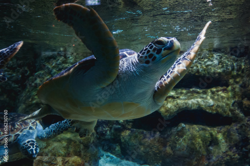 Turtle swimming in large fish tank