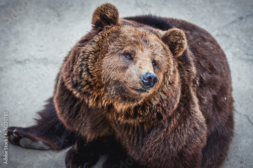 Portrait of Ursus arctos commonly know as Brown bear