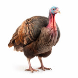 Big fat beautiful turkey bird, portrait, isolated on white close-up, for advertising and packaging design, generative ai