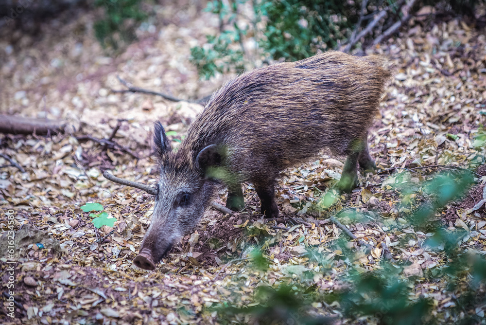 Young boar in Montserrat mountain range near Barcelona, Catalonia, Spain Young boar in Montserrat mountain range near Barcelona, Catalonia, Spain