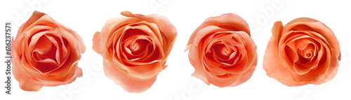 conjunto de flor rosa isolado em fundo transparente 