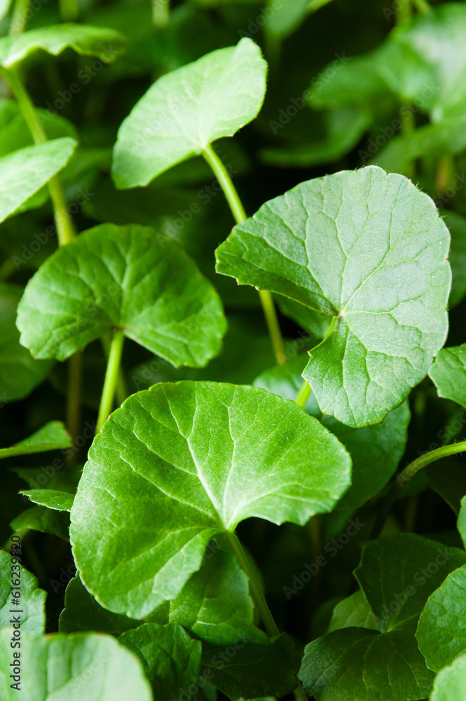 Closeup of healthy green gotu kola leaves grown indoors using hydroponics