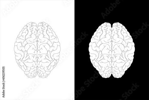 Human brain on white background and black background