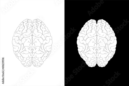 Human brain on white background and black background