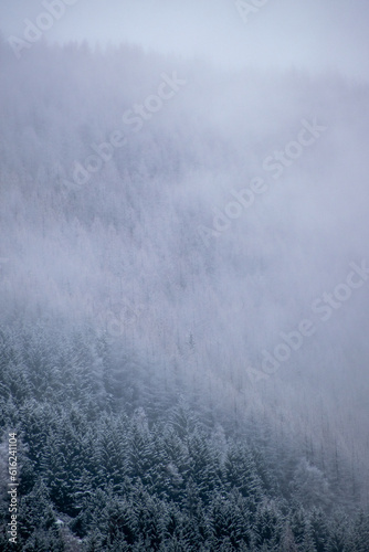 Snow storm passing over green pine trees, France, January 2023