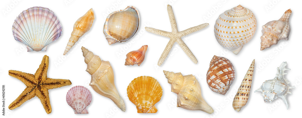 Panoramic view of starfish and seashells isolated on transparent background. Seashell for you design. - obrazy, fototapety, plakaty 