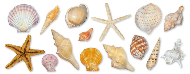 Panoramic view of starfish and seashells isolated on transparent background. Seashell for you design.