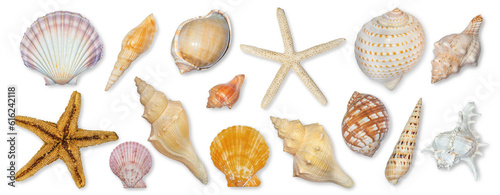 Tela Panoramic view of starfish and seashells isolated on transparent background