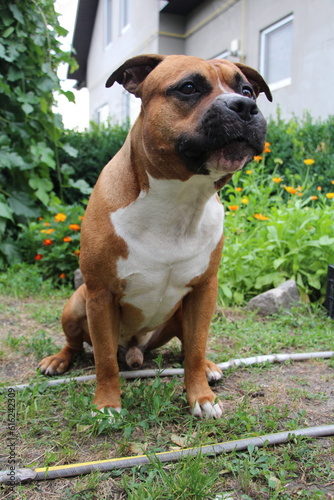 english bulldog puppy
