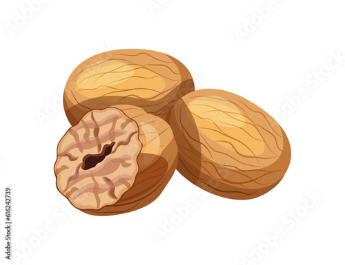 Delicious nutmegs isolated on white background. Vector illustration of a pile of whole and half nutmegs in cartoon style. Nutmeg icon. Aromatic spices. photo