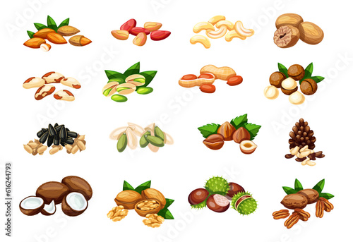 Set of nuts, seeds in cartoon style. Vector illustration:almond, cola, cashew, nutmeg, brazil nut, pistachio, peanut, macadamia, sunflower, pumpkin seed, hazelnut, pine nut, coconut, walnut, chestnut.