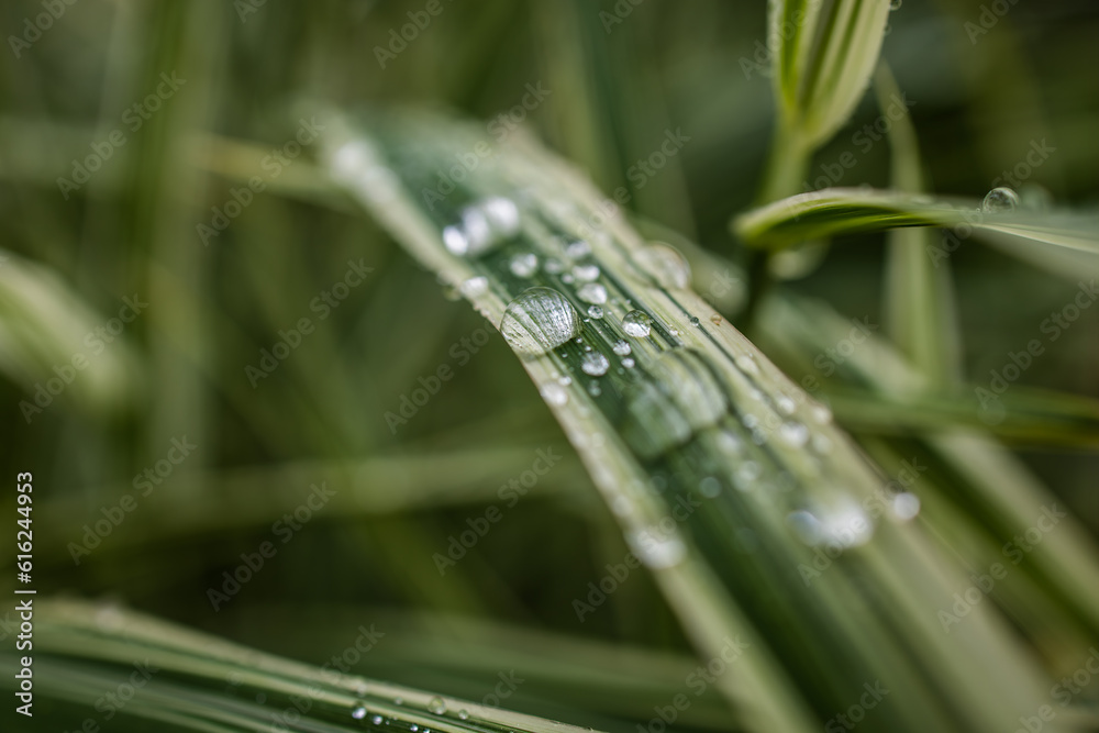 The magic of the macro world, water drops on a beautiful plant The magic of the macro world, water drops on a beautiful plant