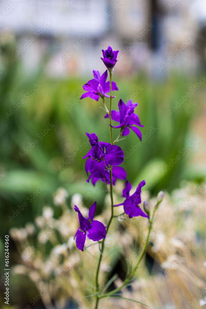 A macro shot of a purple flower. The magic of the macro world.