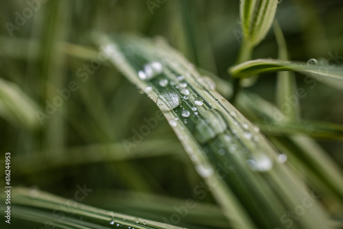 The magic of the macro world  water drops on a beautiful plant