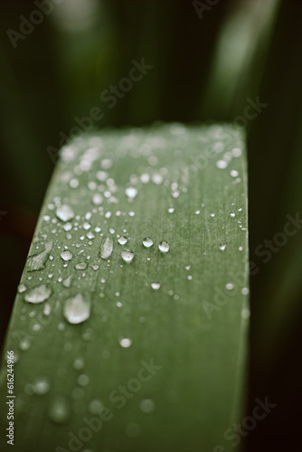The magic of the macro world, water drops on a beautiful plant