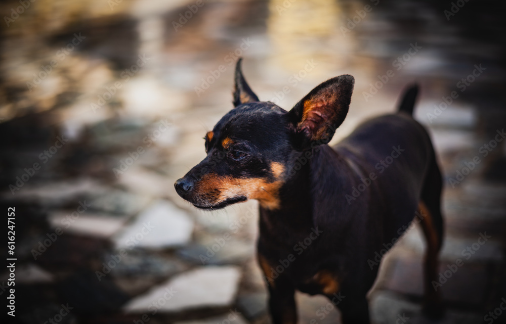 dog pet pinscher looking portraid