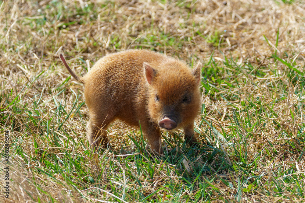 Adorable small brown piglet in a field Adorable small brown piglet in a field