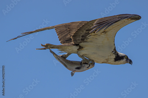 Osprey Flying with a Fish in it s Talons