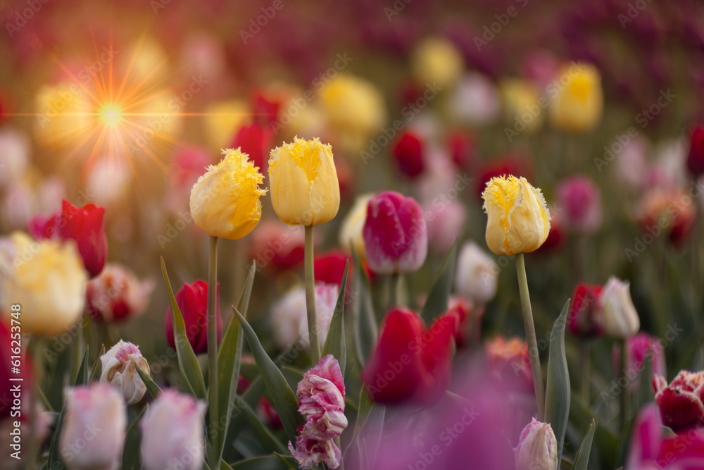 Kolorowe kwiaty. Tulipany wiosenne, polana tulipanów