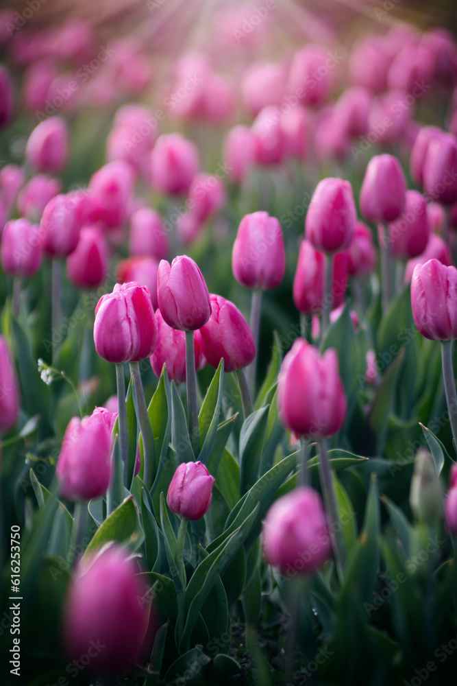 Kwiaty wiosenne, polana tulipanów. Różowe tulipany