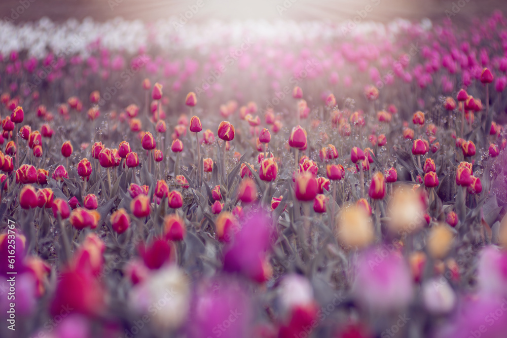 Naklejka premium Kolorowe kwiaty. Tulipany wiosenne, polana tulipanów