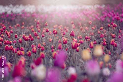 Kolorowe kwiaty. Tulipany wiosenne, polana tulipanów