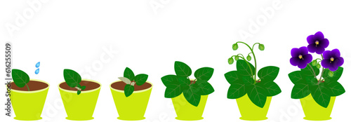 Growth cycle of saintpaulia violets in a pot on a white background.