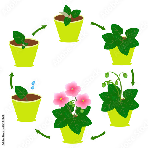 Growth cycle of a saintpaulia plant from a leaf on a white background.
