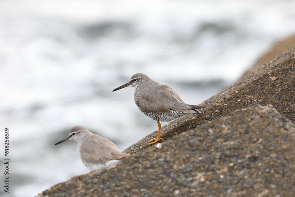 Wandering Tattler (Tringa incanus) in Japan Wandering Tattler (Tringa incanus) in Japan