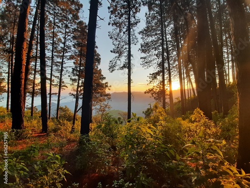 morning in the forest